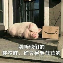 娱乐吃瓜酱猪猪视频大全,猪猪视频大全精彩回顾